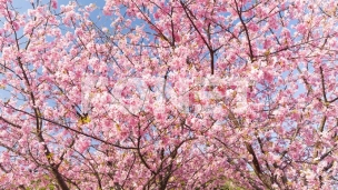 Dodeljene Sakura stipendije